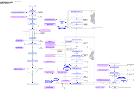 Glycosylation and related congenital defects