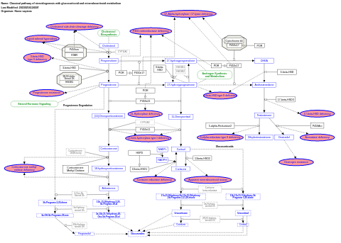 Classical pathway of steroidogenesis with glucocorticoid and mineralocorticoid metabolism