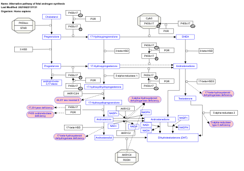 Alternative pathway of fetal androgen synthesis