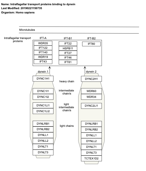 Intraflagellar transport proteins binding to dynein