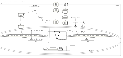 Envelope proteins and their potential roles in EDMD physiopathology