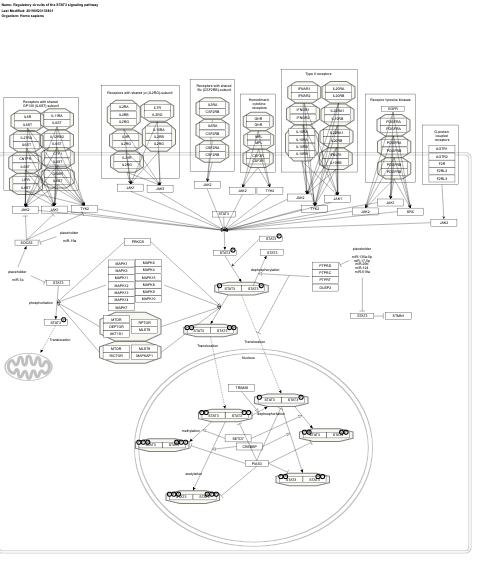 Regulatory circuits of the STAT3 signaling pathway