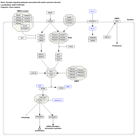 Synaptic signaling pathways associated with autism spectrum disorder