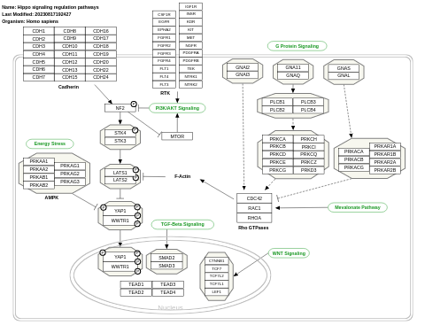 Hippo signaling regulation pathways