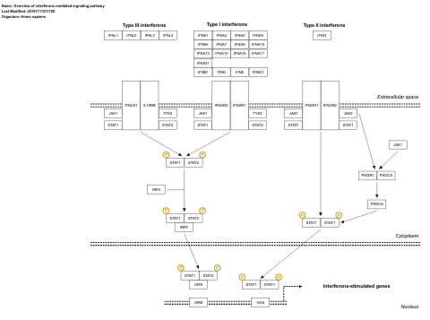 Overview of interferons-mediated signaling pathway