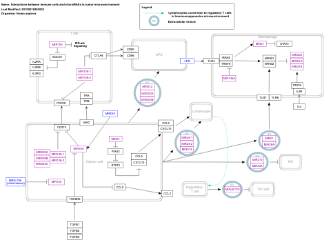 Interactions between immune cells and microRNAs in tumor microenvironment