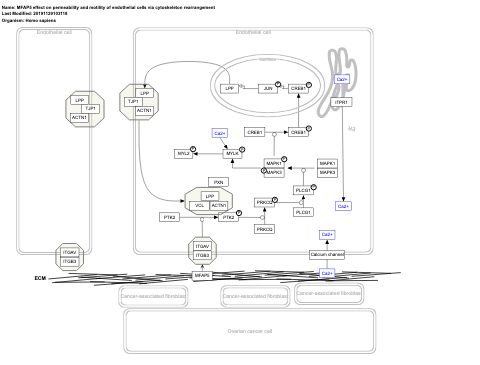MFAP5 effect on permeability and motility of endothelial cells via cytoskeleton rearrangement