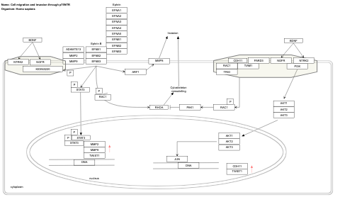 Cell migration and invasion through p75NTR