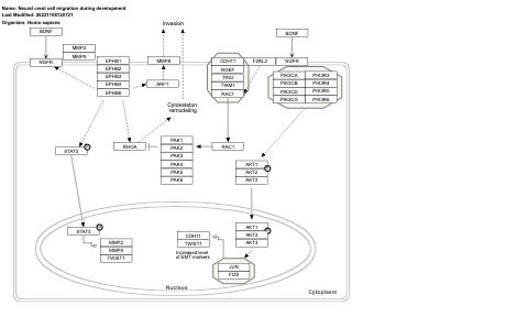 Neural crest cell migration during development