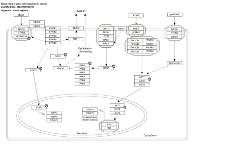 Neural crest cell migration in cancer