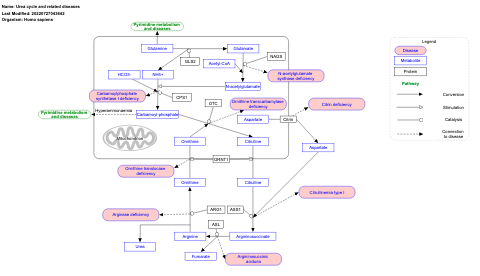 Urea cycle and related diseases
