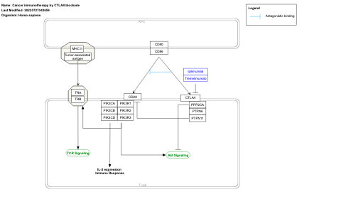 Cancer immunotherapy by CTLA4 blockade