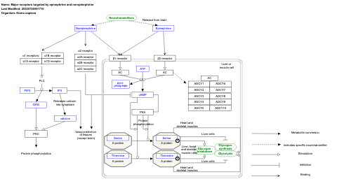 Major receptors targeted by epinephrine and norepinephrine