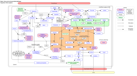 Urea cycle and associated pathways