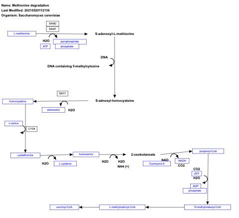 Methionine degradation