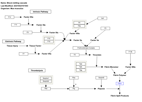 Blood clotting cascade