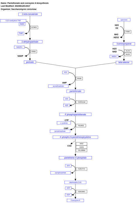 Pantothenate and coenzyme A biosynthesis