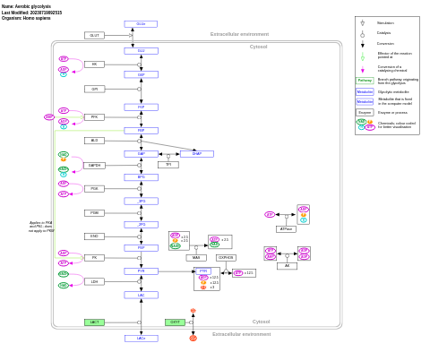 Aerobic glycolysis