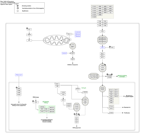 Small cell lung cancer