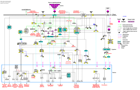 Gastrin signaling pathway
