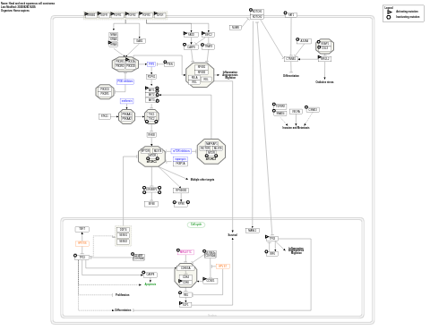 Head and neck squamous cell carcinoma