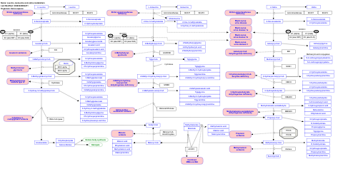 Leucine, isoleucine and valine metabolism