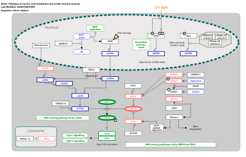 Pathways of nucleic acid metabolism and innate immune sensing