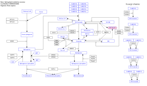 Sphingolipid metabolism overview