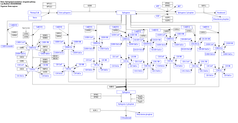 Sphingolipid metabolism: integrated pathway