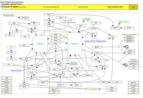 Endochondral ossification