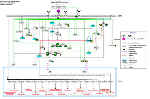 Netrin-UNC5B signaling pathway
