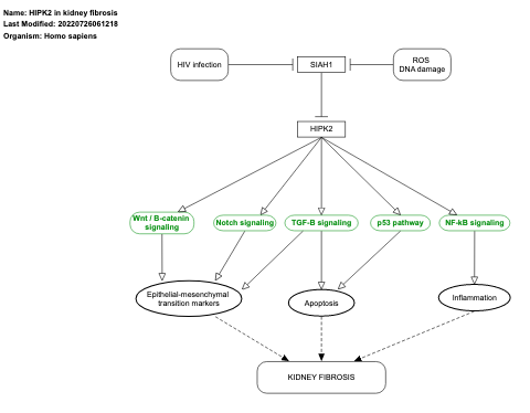 HIPK2 in kidney fibrosis