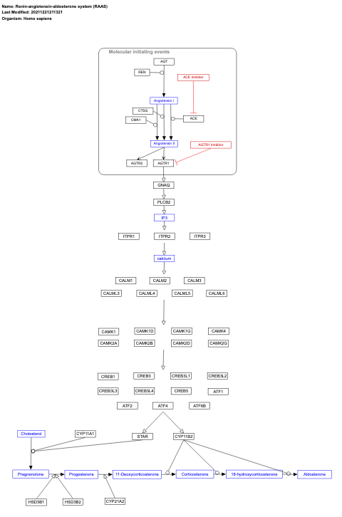 Renin-angiotensin-aldosterone system (RAAS)