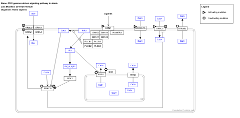 PKC-gamma calcium signaling pathway in ataxia