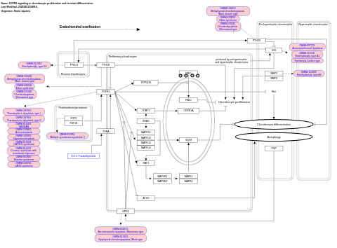 FGFR3 signaling in chondrocyte proliferation and terminal differentiation