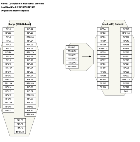 Cytoplasmic ribosomal proteins