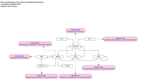 Somitogenesis in the context of spondylocostal dysostosis