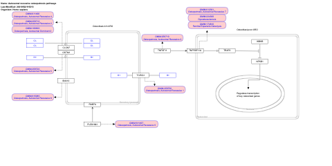 Autosomal recessive osteopetrosis pathways