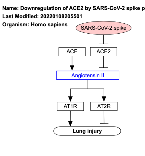 Downregulation of ACE2 by SARS-CoV-2 spike protein