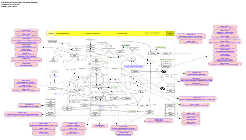 Endochondral ossification with skeletal dysplasias