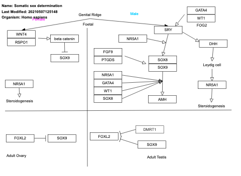 Somatic sex determination