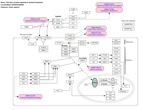 TGF-beta receptor signaling in skeletal dysplasias