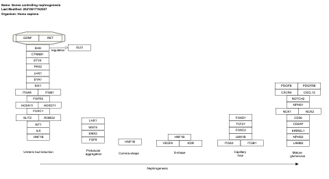 Genes controlling nephrogenesis