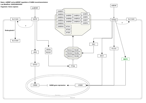mBDNF and proBDNF regulation of GABA neurotransmission