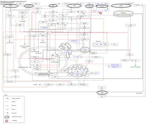 Regucalcin in proximal tubule epithelial kidney cells