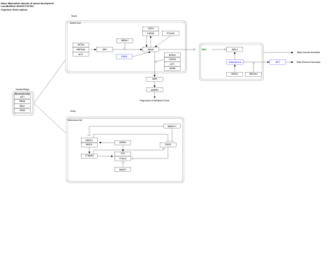 Mammalian disorder of sexual development