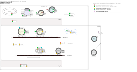 Intracellular trafficking proteins involved in CMT neuropathy