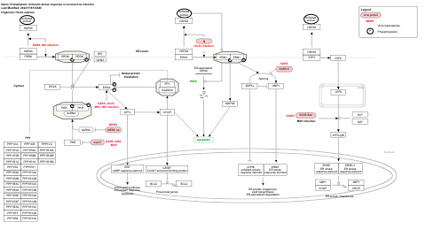 Endoplasmic reticulum stress response in coronavirus infection