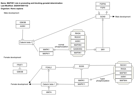 MAP3K1 role in promoting and blocking gonadal determination