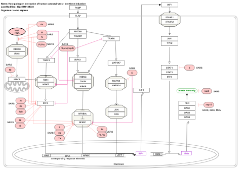 Host-pathogen interaction of human coronaviruses - interferon induction